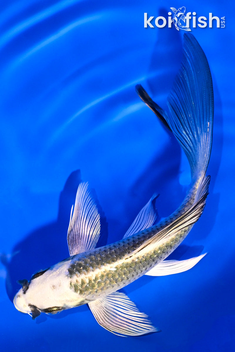 5.75" KUJAKU BUTTERFLY