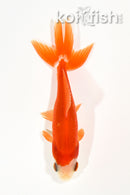 4" WAKIN GOLDFISH