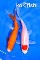PAIR OF (2) 5.25" COMET GOLDFISH