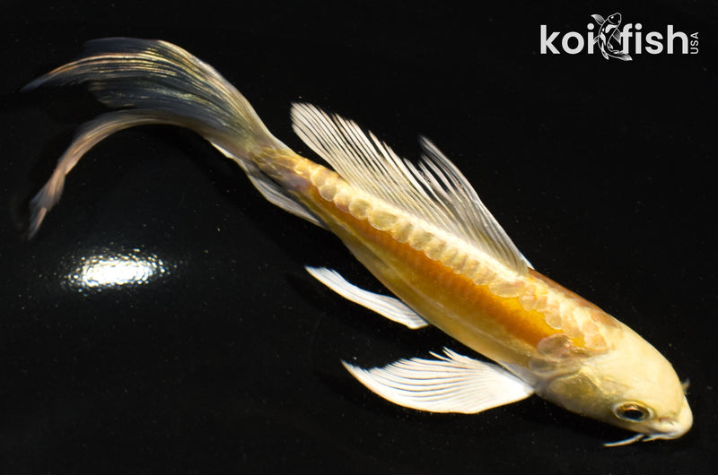 5.5" DOITSU YAMABUKI OGON BUTTERFLY