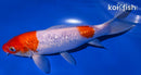 8" GINRIN KOHAKU
