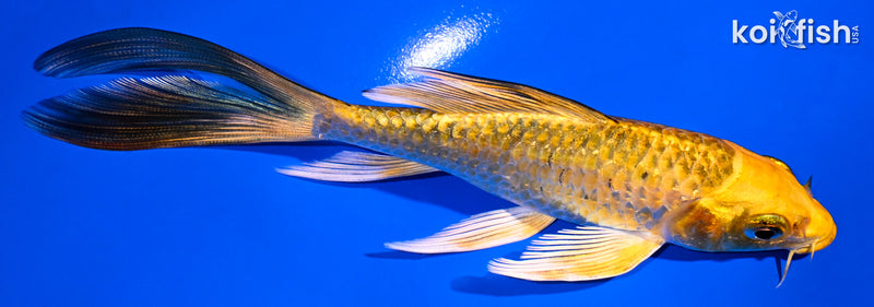 5.75" KI MATSUBA BUTTERFLY