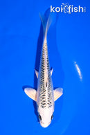 5.5" GIN MATSUBA