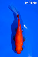 5" COMET GOLDFISH