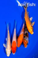 PACK OF (5) 3.75-4" STANDARD KOI