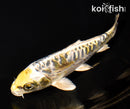 5.5" ARAGOKE KIN KIKOKURYU