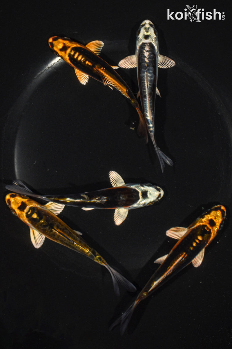 Pack of (5) 3.5-4.5" Standard Ghost Koi