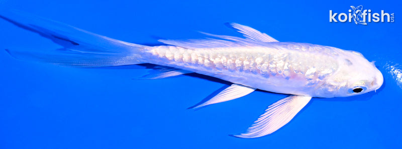 4.5" GINRIN ARAGOKE PLATINUM OGON BUTTERFLY