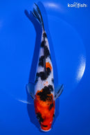 9" SANKE