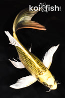 8.25" KI MATSUBA BUTTERFLY