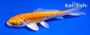 4.5" ARAGOKE KIKUSUI