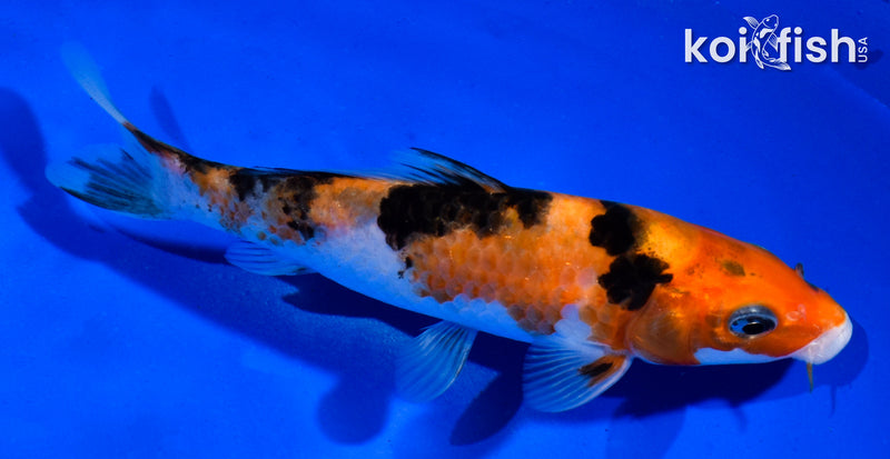 5.5" SANKE
