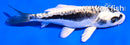 4.5" KIKOKURYU