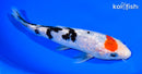 7.5" GINRIN TANCHO SANKE