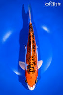 11.25" DOITSU KUJAKU