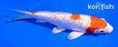 5.5" GINRIN HARIWAKE