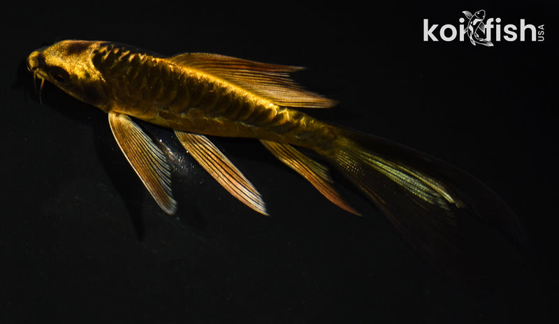 5.5" ARAGOKE KIN KIKOKURYU BUTTERFLY