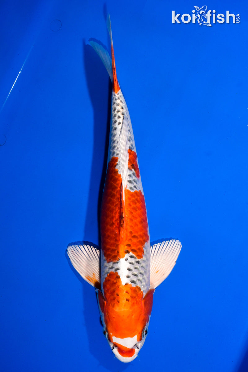15.5" KUJAKU