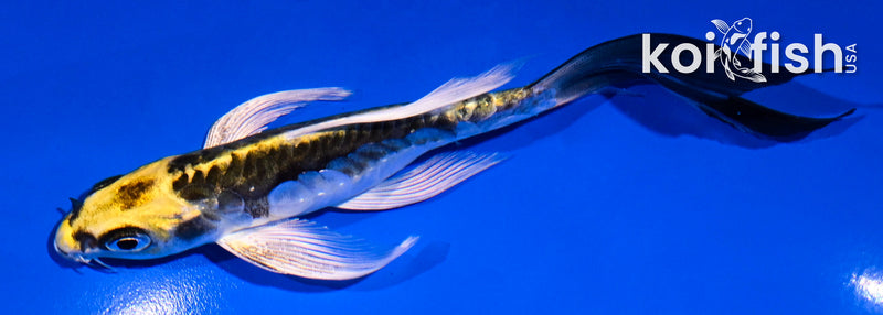 5.5" ARAGOKE KIN KIKOKURYU BUTTERFLY