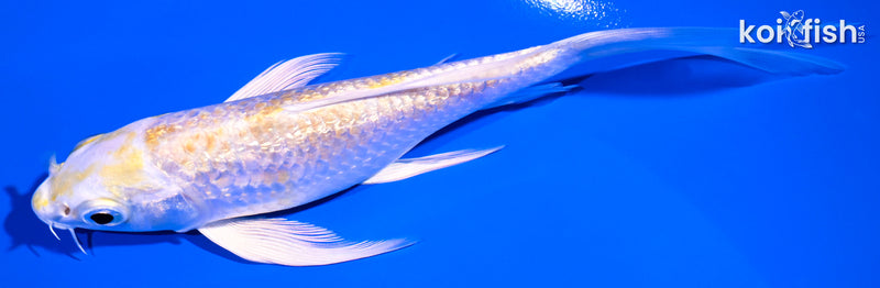 5.75" GINRIN LEMON HARIWAKE BUTTERFLY