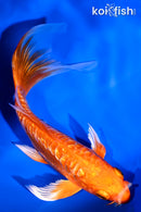 5.75" GINRIN ARAGOKE ORENJI OGON BUTTERFLY