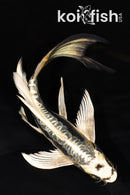 8.25" ARAGOKE KIKOKURYU BUTTERFLY