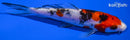 5.25" DOITSU SANKE