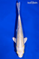 5.75" LEMON HARIWAKE