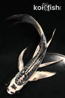 5" KIKOKURYU BUTTERFLY