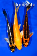 PACK OF (3) 5.5"- 5.75" STANDARD KOI
