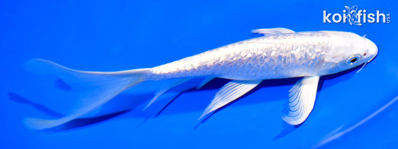 7.5" ARAGOKE PLATINUM OGON BUTTERFLY