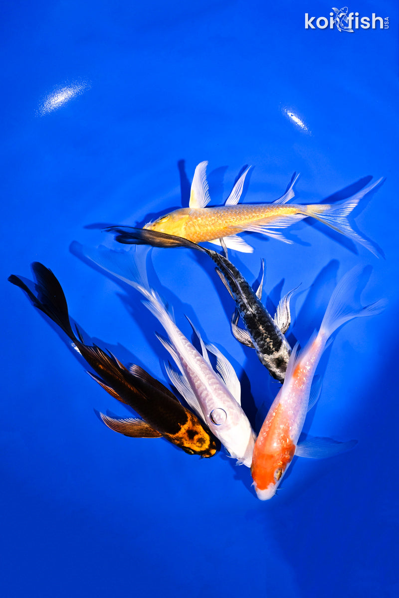 PACK OF (5) 4.5-5.5" BUTTERFLY KOI