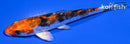 4.25" HEISEI NISHIKI