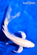 5" PLATINUM OGON BUTTERFLY