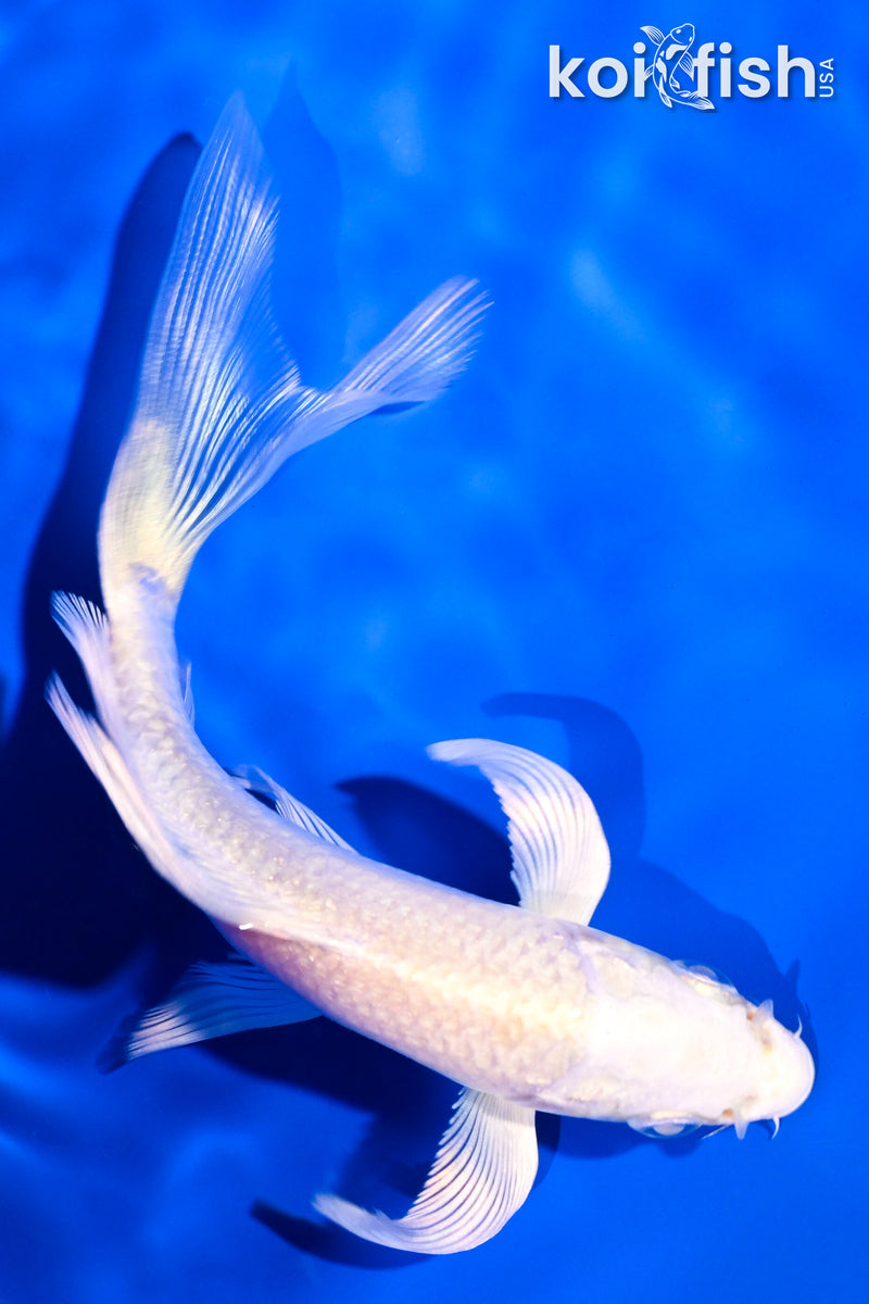 5" PLATINUM OGON BUTTERFLY