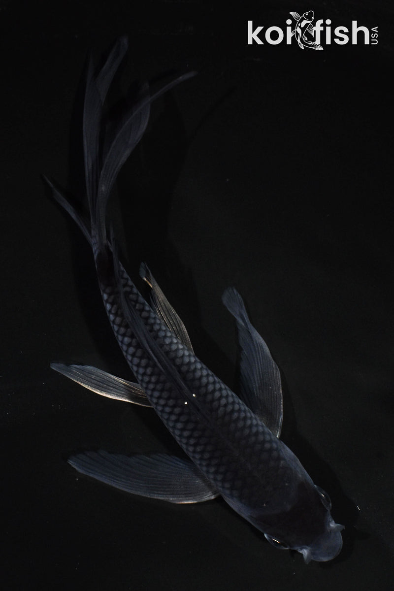 5.5" OCHIBA SHIGURE BUTTERFLY