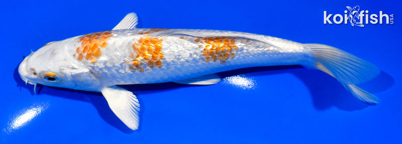 6.5" GINRIN HARIWAKE