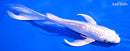 6.25" GINRIN PLATINUM OGON BUTTERFLY