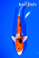 6" ARAGOKE HEISEI NISHIKI