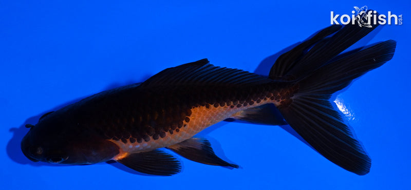 5.5" WATONAI GOLDFISH