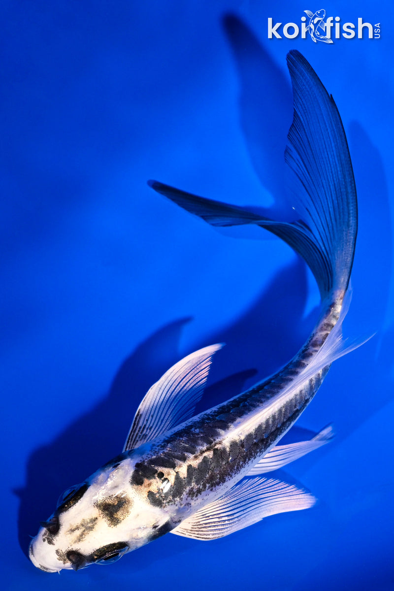 5.5" KIKOKURYU BUTTERFLY