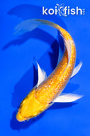 4" GINRIN YAMABUKI OGON BUTTERFLY