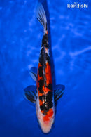 9.5" DOITSU SHOWA