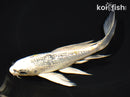 6" GINRIN KUJAKU BUTTERFLY