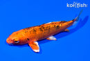 5.5" KIN ORENJI BEKKO