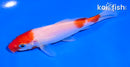 5" KOHAKU