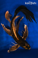 18" GINRIN KIN KABUTO BUTTERFLY