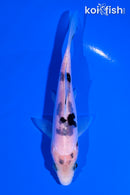 5" DOITSU SHIRO BEKKO