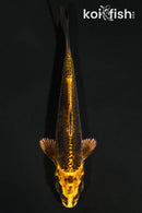 4.75" KIN KIKOKURYU