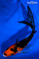 5.5" SANKE BUTTERFLY